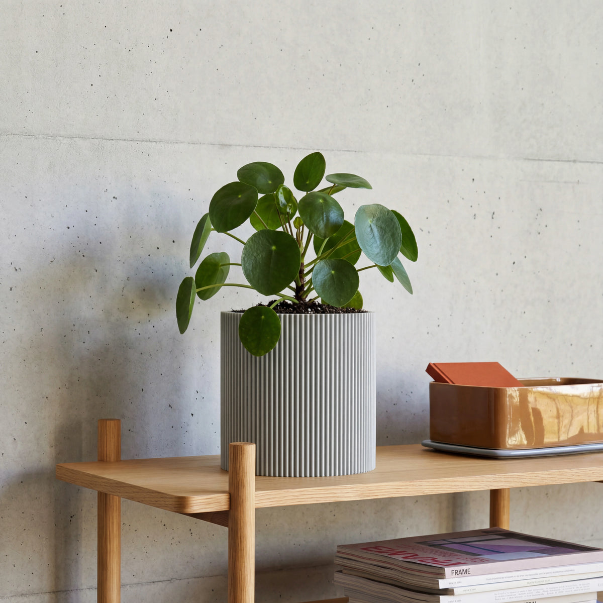Blumentopf Gerade in grau aus dem 3D Druck mit Pilea auf Eichenregal vor Betonwand #farbe_hellgrau