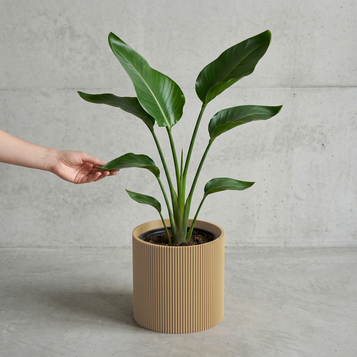 Blumentopf Gerade in Beige mit junger Strelitzie auf Beton vor Betonwand #farbe_beige
