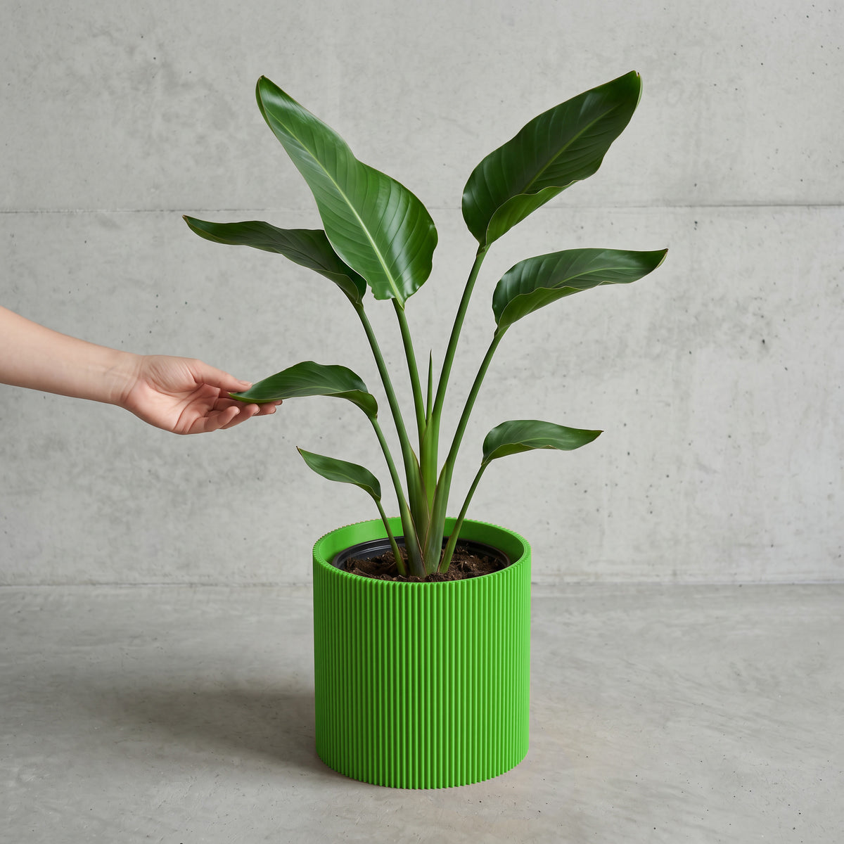Blumentopf Gerade in grün mit junger Strelitzie auf Beton vor Betonwand #farbe_grün