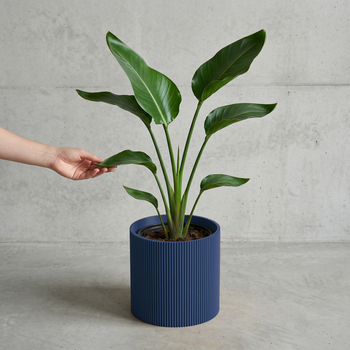 Blumentopf Gerade in Navyblau mit junger Strelitzie auf Beton vor Betonwand #farbe_navyblau