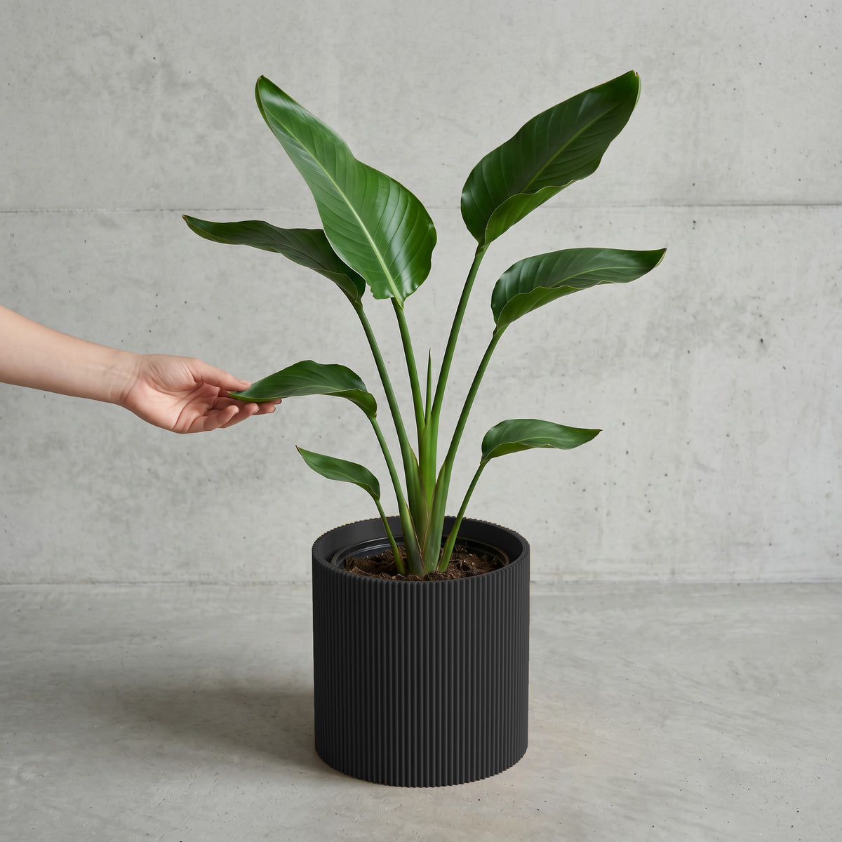 Blumentopf Gerade in schwarz mit junger Strelitzie auf Beton vor Betonwand #farbe_schwarz