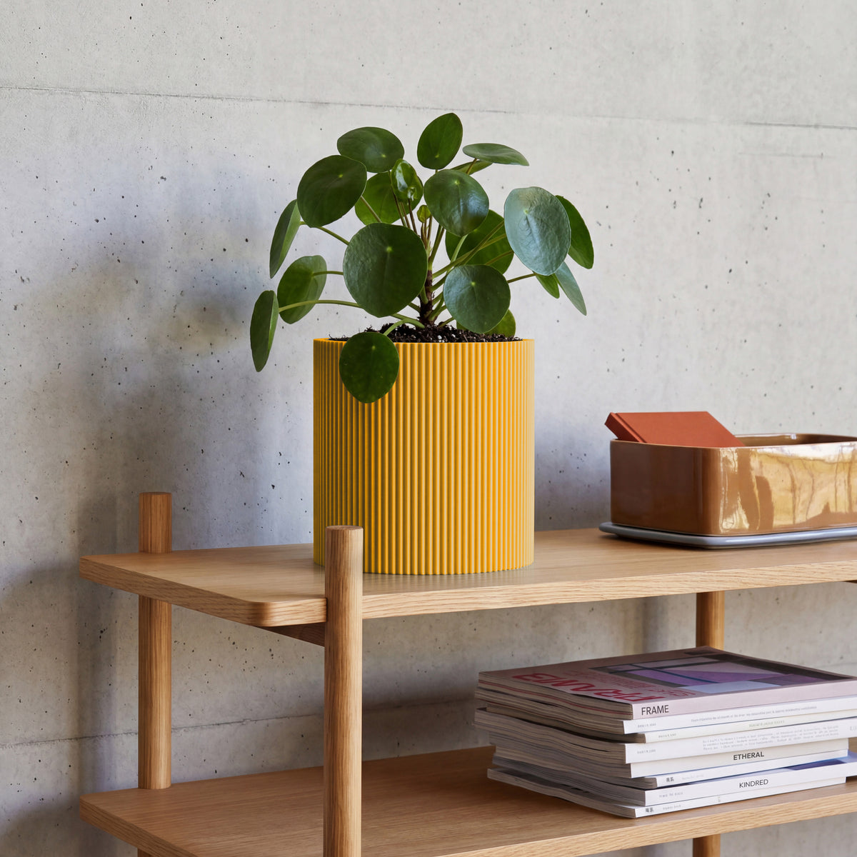 Blumentopf Gerade in senfgelb aus dem 3D Druck mit Pilea auf Eichenregal vor Betonwand #farbe_senfgelb