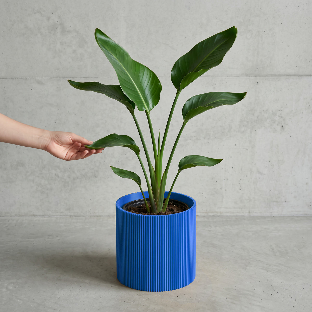 Blumentopf Gerade in blau mit junger Strelitzie auf Beton vor Betonwand #farbe_blau