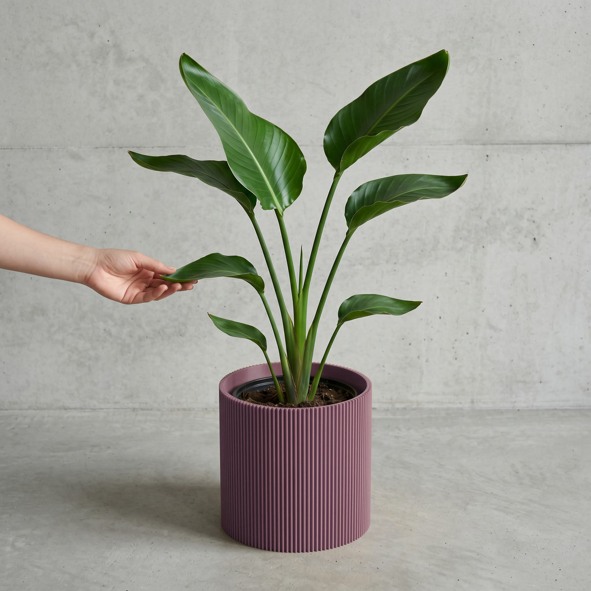 Blumentopf Gerade in Aschlila mit junger Strelitzie auf Beton vor Betonwand #farbe_aschlila