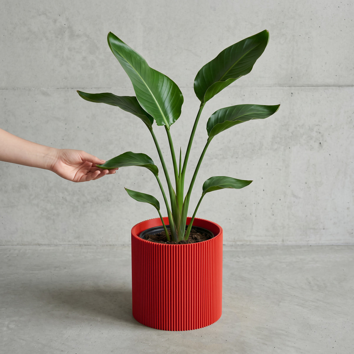 Blumentopf Gerade in rot mit junger Strelitzie auf Beton vor Betonwand #farbe_rot