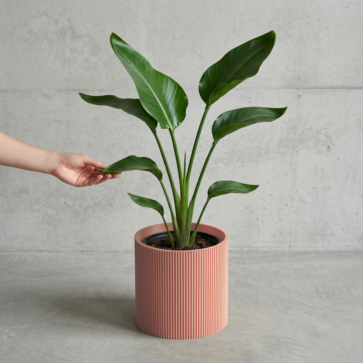 Blumentopf Gerade in terracotta mit junger Strelitzie auf Beton vor Betonwand #farbe_terracotta