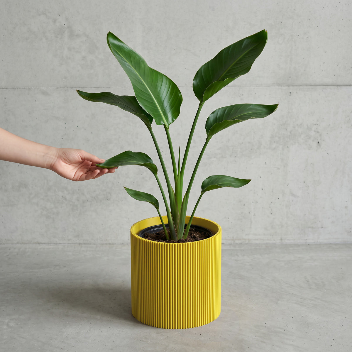Blumentopf Gerade in GELB mit junger Strelitzie auf Beton vor Betonwand #farbe_gelb